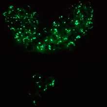 Load image into Gallery viewer, Centennial Black & Gold Murano Rosary